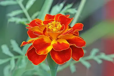 Durango Outback Mix flower variety