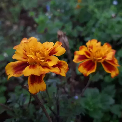 Durango Tangerine flower variety