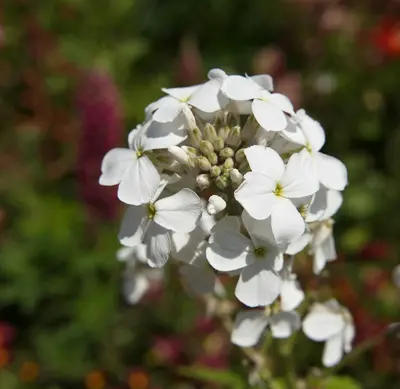 Early Arrow White flower variety