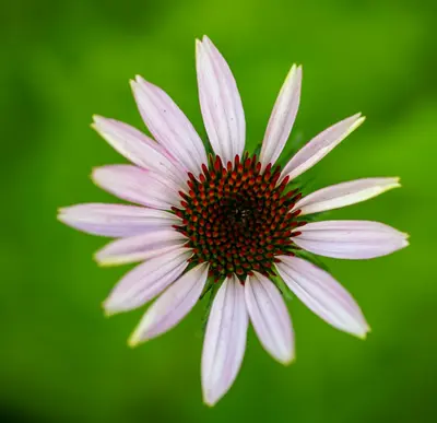 Echinacea Purpurea Magnus flower variety