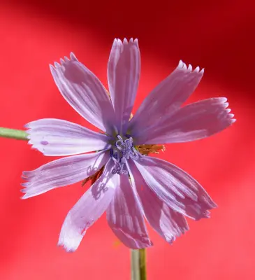 a close up of a purple flower with a red background