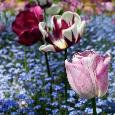Elegance Formula Mix flower variety