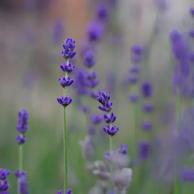 Elegance Lavender flower variety