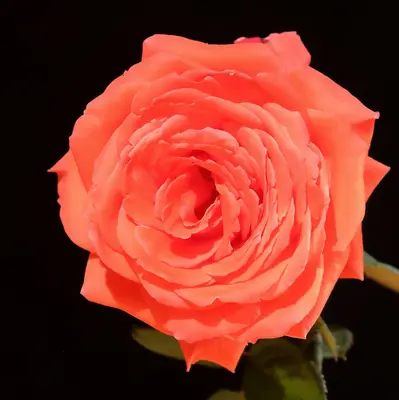 Elegance Salmon Rose flower variety