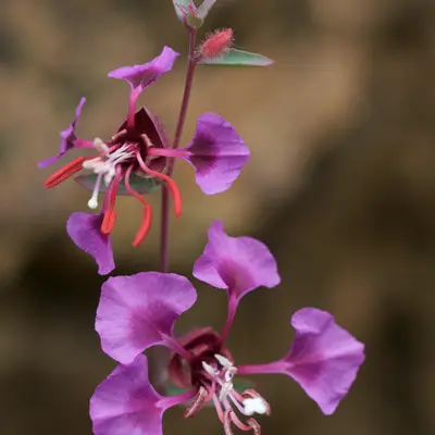 Elegant Salmon flower variety