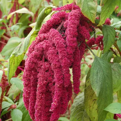 Emerald Tassels flower variety