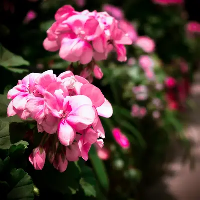 Fama White flower variety