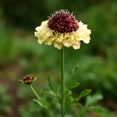 Fata Morgana flower variety