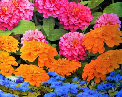 Fresh flowers varieties for your garden
