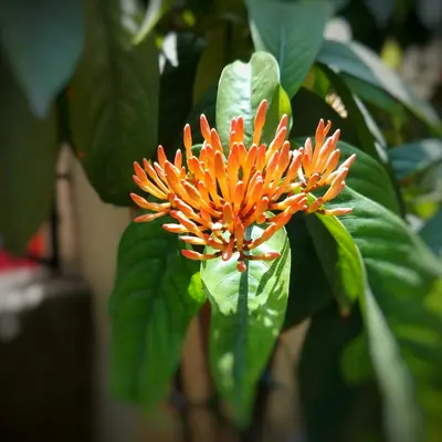 Firecracker flower variety