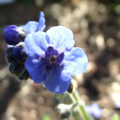 Firmament flower variety