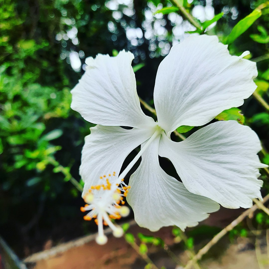 Fizzy White flower variety