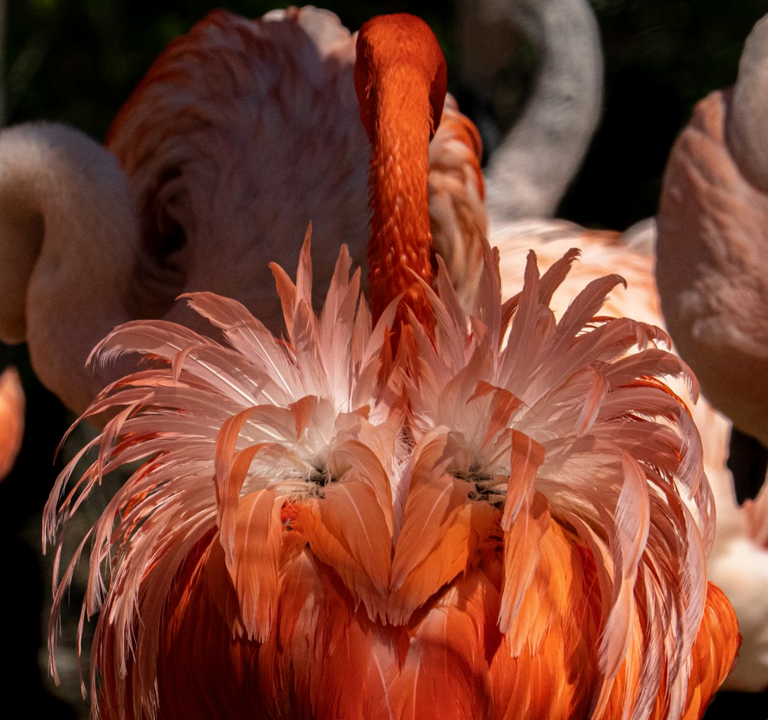 Flamingo Feather flower variety