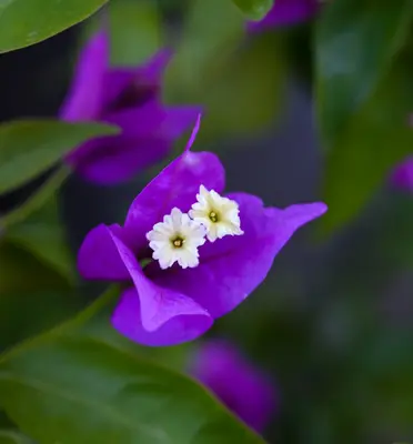 Flamingo Purple flower variety