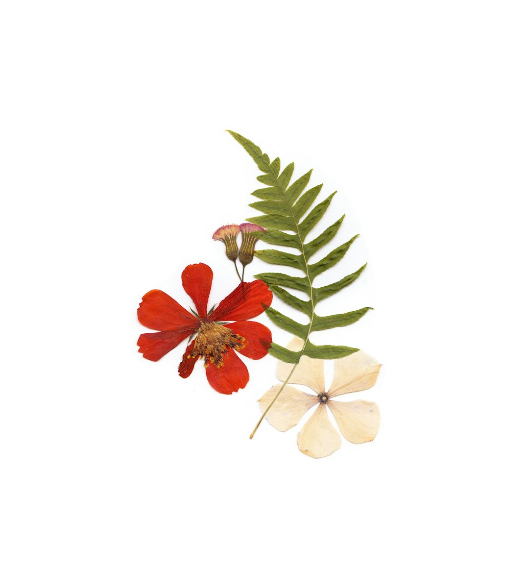 Flashback Mix flower variety