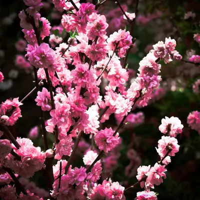 Floral Power Plum Antique flower variety