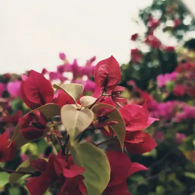 Florenza flower variety