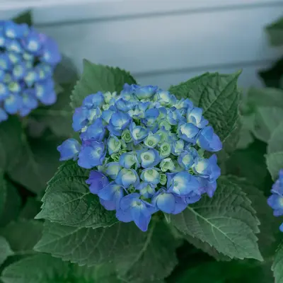 Florist Blue Boy flower variety