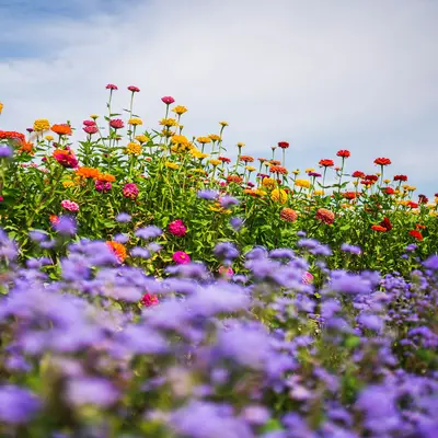 Full Sun Improved flower variety