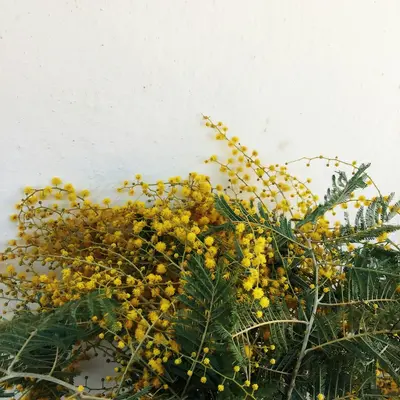 yellow flowers on white wall