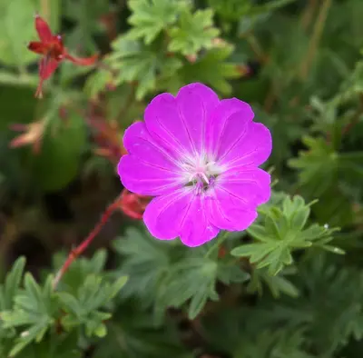 Geranium Rozanne flower variety