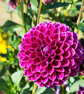 Giant Dahlia Flowered Mix flower variety