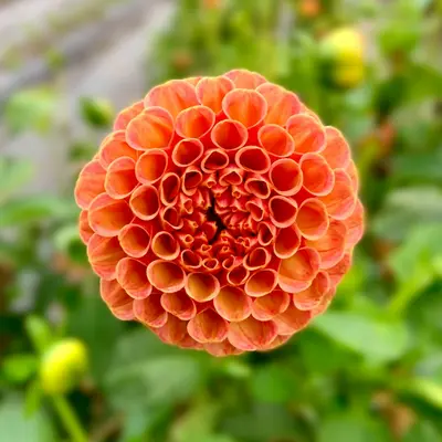 Giant Orange flower variety