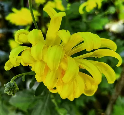 Giant Yellow flower variety