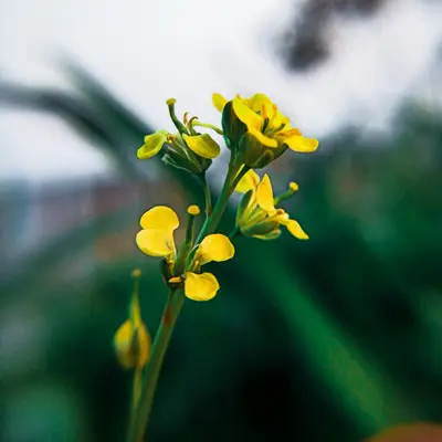 Gold Rush flower variety