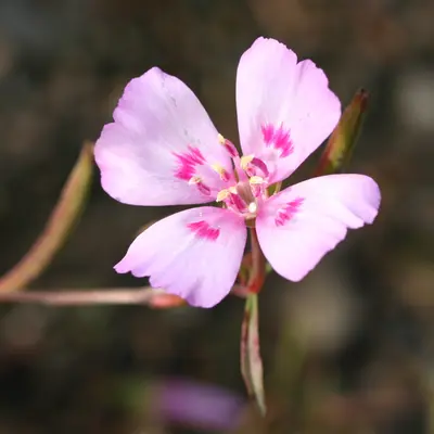 Grace Mix flower variety