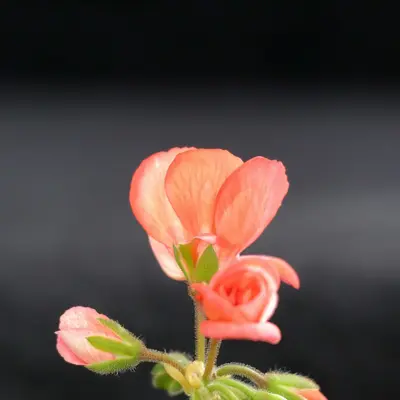 Grace Salmon flower variety