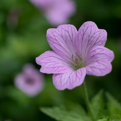 Grace Shell Pink flower variety