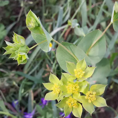 Green Gold flower variety