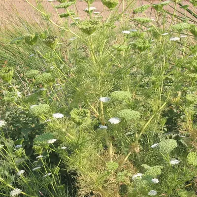 Green Mist flower variety