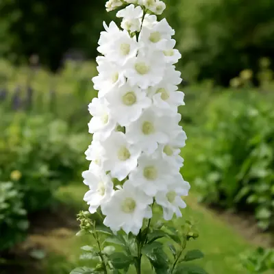 Guardian White flower variety