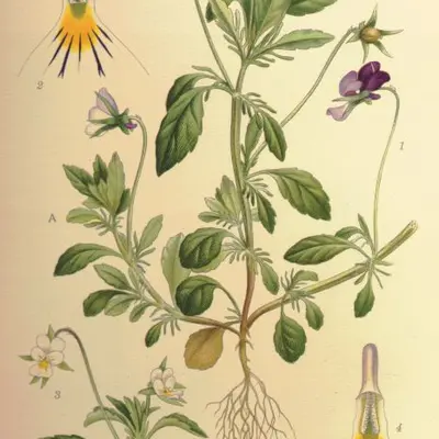 Helen Mount flower variety
