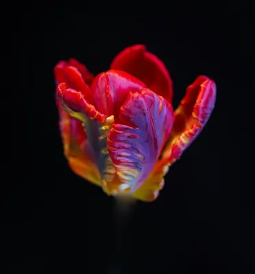 red and yellow tulip in bloom