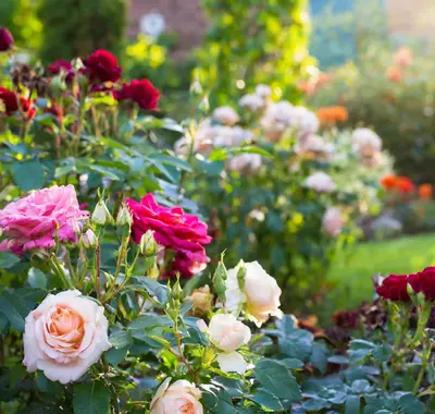 High Scent flower variety