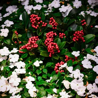 Holiday flower variety