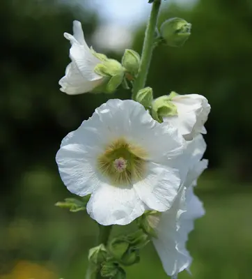 Hollyhock Chater's Double Mix flower variety