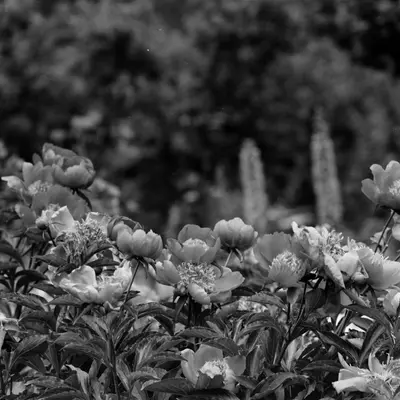 a black and white photo of a bunch of flowers