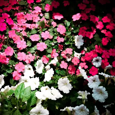 Impatiens New Guinea Divine Mix flower variety