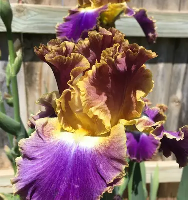 Iris Bearded Immortality flower variety
