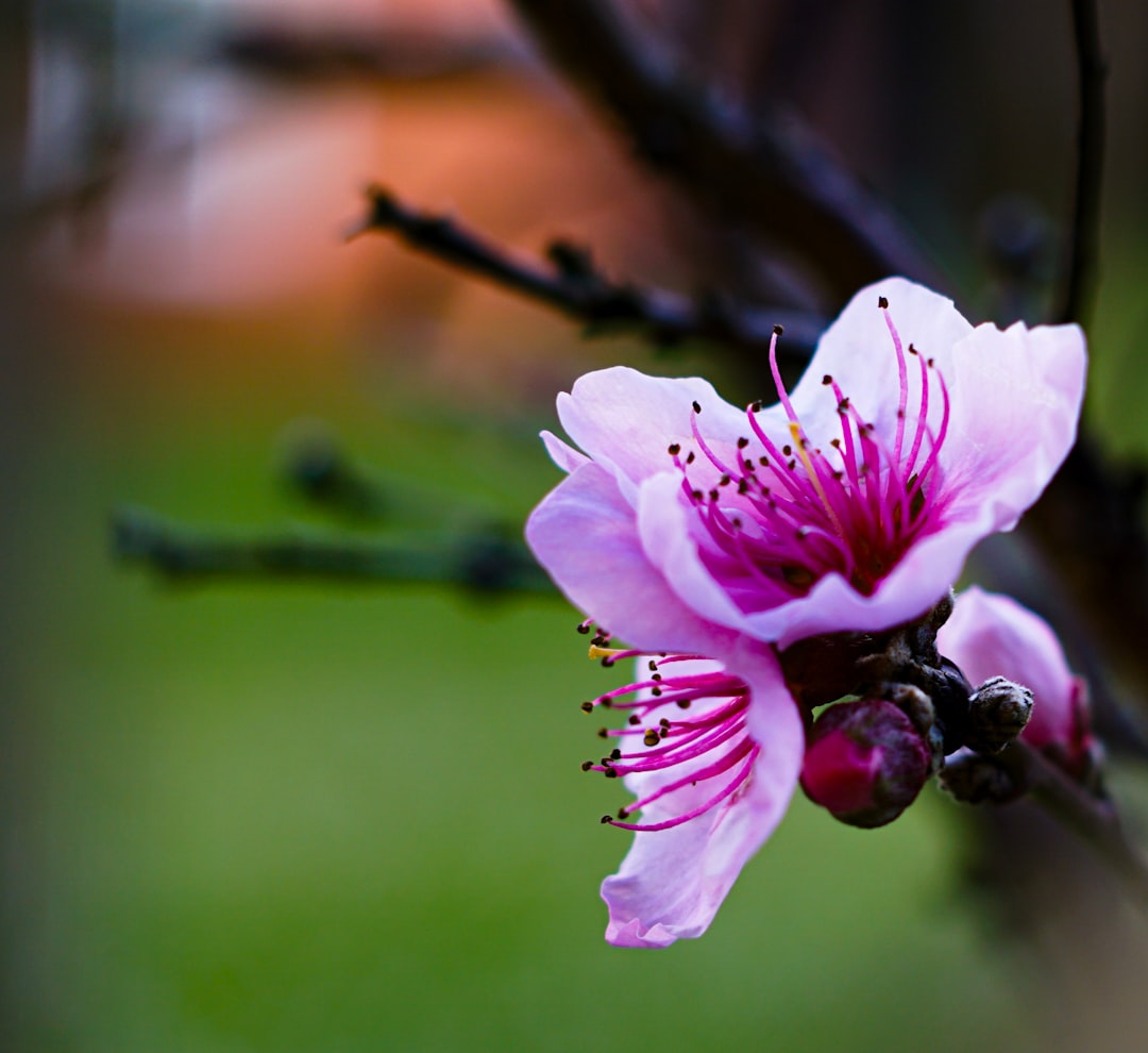 Iron Apricot flower variety