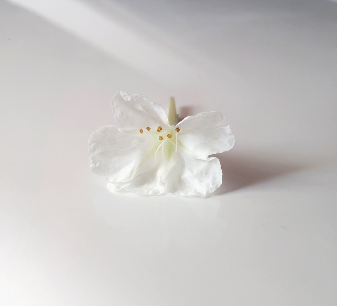 Iron Cherry flower variety