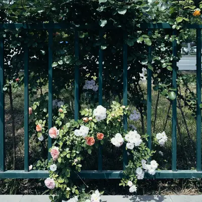 Iron Marine flower variety