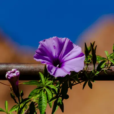 Iron Purple flower variety
