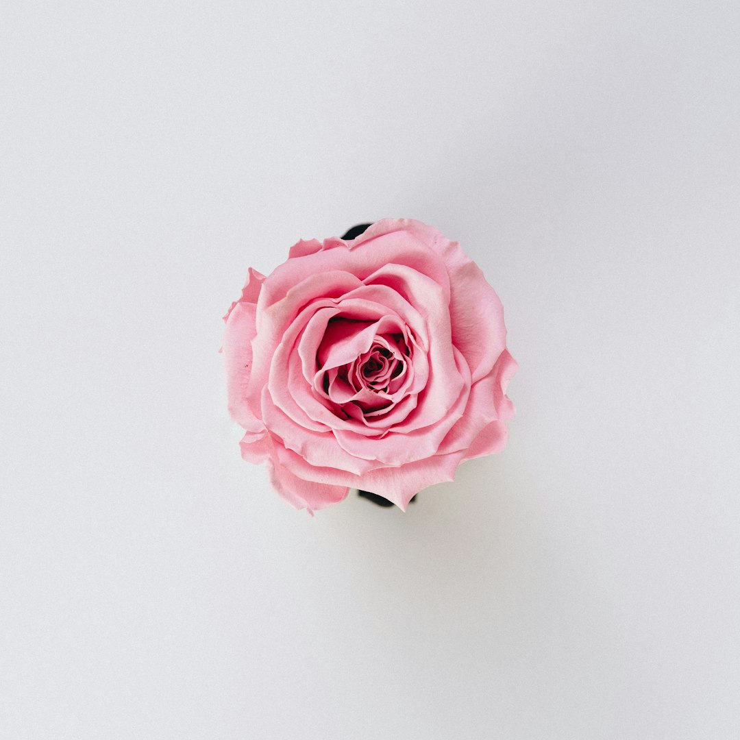 Iron Rose Pink flower variety
