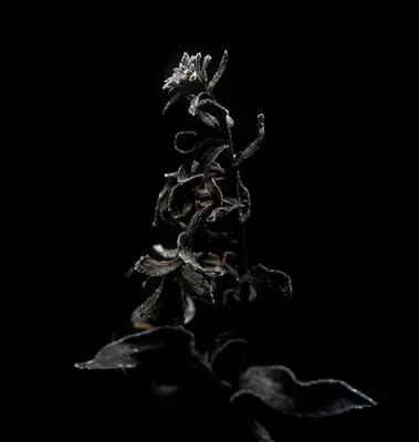 Iron Rose flower variety