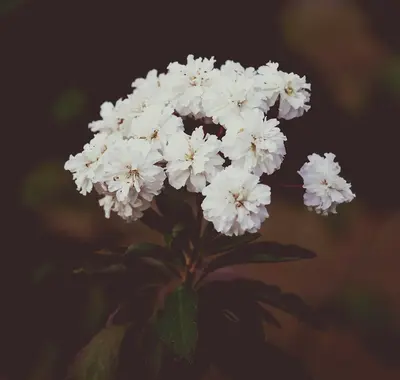 Iron White flower variety